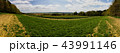 landscape panorama with field and forest 43991146