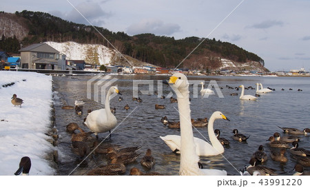 青森 浅所海岸の白鳥 青森 浅所海岸の白鳥 43991220