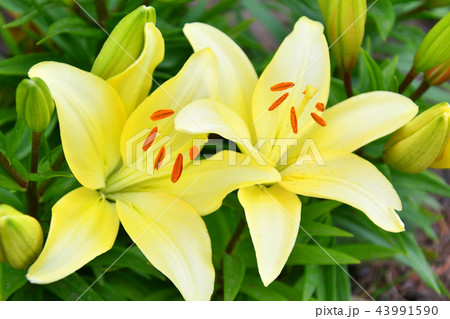 Garden Lily yellow Garden Lily yellow 43991590