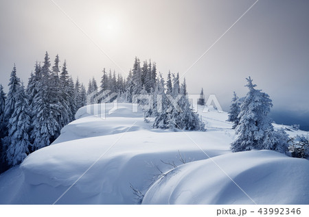 New Year`s landscape 43992346