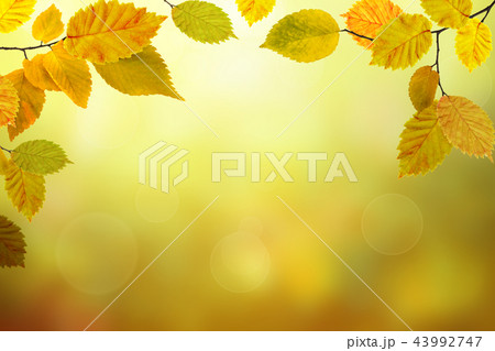 Autumn beech leaves bright nature bokeh background 43992747