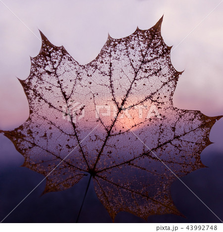 Maple transparent skeleton leaf color background 43992748