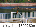 休憩する鳶 43992800