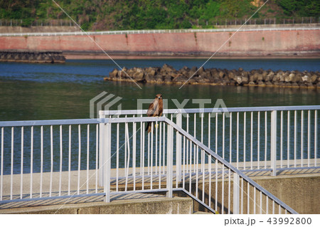 休憩する鳶 43992800