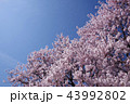 桜と青空 43992802