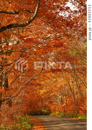 十和田湖の紅葉 43993553