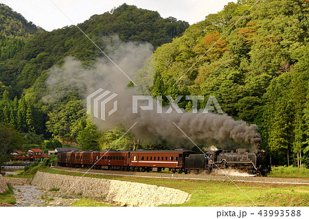 山口県 仲秋の山間部を走るD51蒸気機関車｜SLやまぐち号の鉄道風景 43993588
