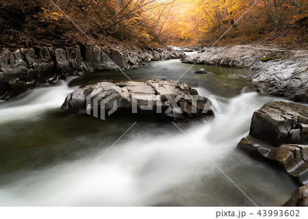 中津川渓谷　紅葉 43993602