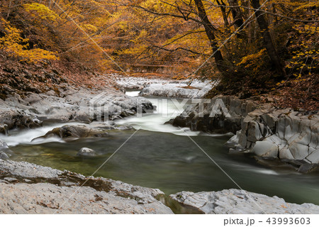 中津川渓谷　紅葉 43993603