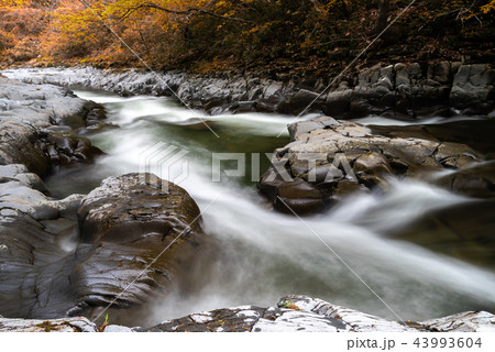 中津川渓谷 紅葉 中津川渓谷 紅葉 43993604