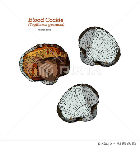blood cockle, Hand draw sketch vector. blood cockle, Hand draw sketch vector. 43993685