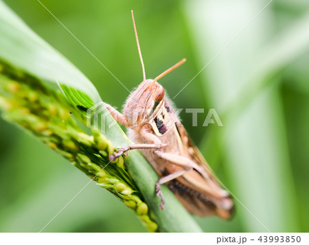 ツチイナゴ ツチイナゴ 43993850