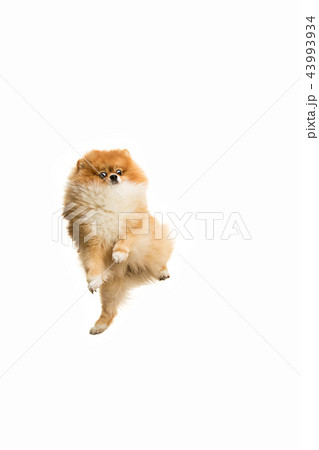 cute Little young pomeranian cob isolated over white background 43993934