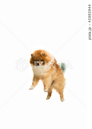 cute Little young pomeranian cob isolated over white background 43993944