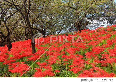 権現堂公園の曼珠沙華まつり 権現堂公園の曼珠沙華まつり 43994147