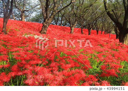 権現堂公園の曼珠沙華まつり 43994151