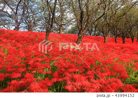 権現堂公園の曼珠沙華まつり 43994152