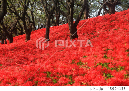 権現堂公園の曼珠沙華まつり 43994153