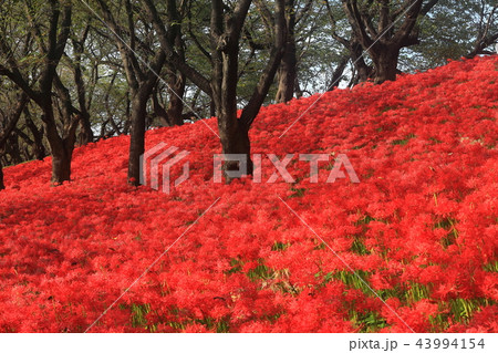 権現堂公園の曼珠沙華まつり 43994154