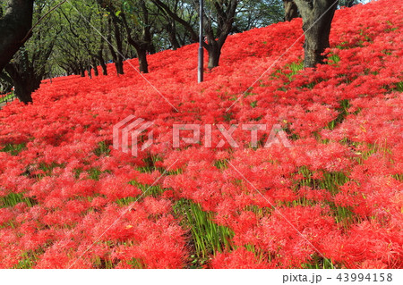 権現堂公園の曼珠沙華まつり 43994158