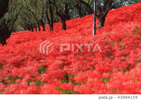 権現堂公園の曼珠沙華まつり 43994159