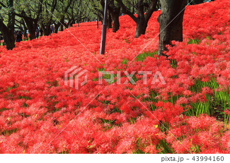 権現堂公園の曼珠沙華まつり 43994160