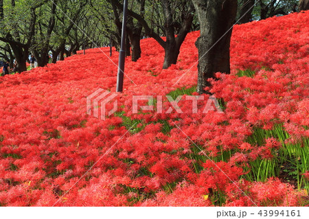 権現堂公園の曼珠沙華まつり 43994161