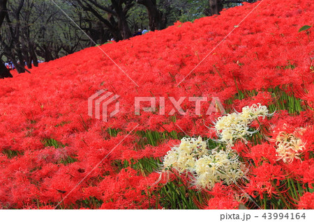 権現堂公園の曼珠沙華まつり 43994164