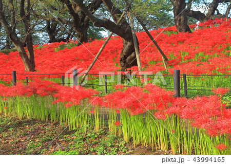権現堂公園の曼珠沙華まつり 権現堂公園の曼珠沙華まつり 43994165