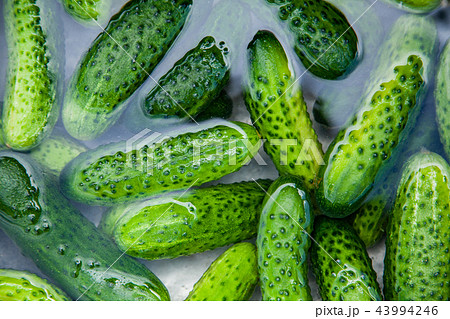 Cucumbers in water, Cucumbers ready for pickling and canning produce 43994246
