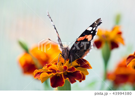 Colorful orange butterfly Colorful orange butterfly 43994380