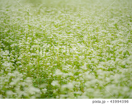 満開のそばの花 満開のそばの花 43994396
