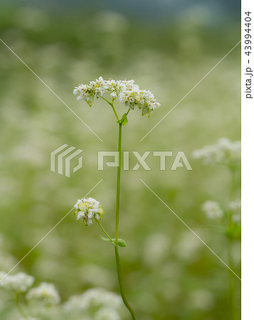 満開のそばの花 43994404
