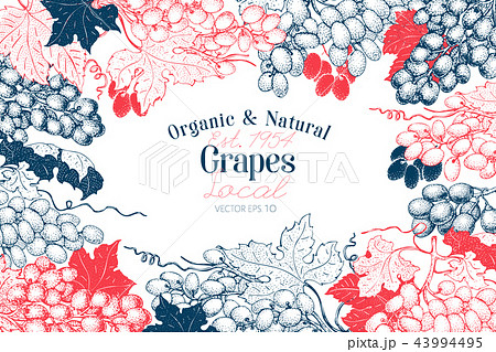 Grape berry frame template. Hand drawn vector fruit illustration. Engraved style vintage botanical 43994495