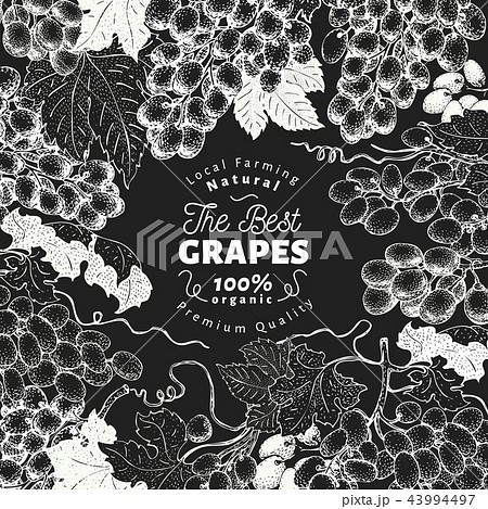 Grape berry frame template. Hand drawn vector fruit illustration on chalk board. Engraved style 43994497