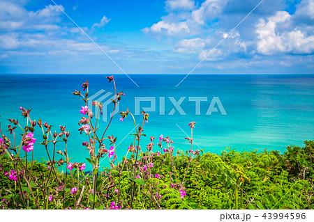 Cornish hillside meadow on the coast Cornish hillside meadow on the coast 43994596
