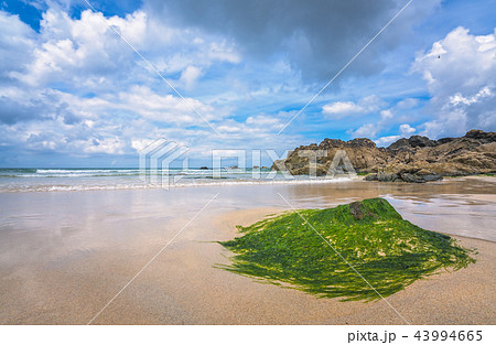 Green algae and seaweed covering large rock 43994665