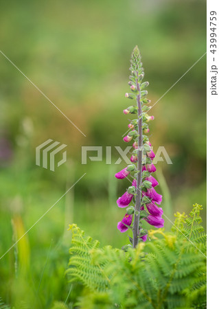 Foxglove flower growing on a meadow Foxglove flower growing on a meadow 43994759