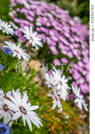 White and violet daisy flowers 43994765