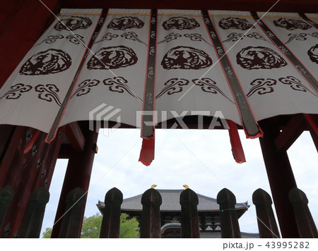 奈良　東大寺 43995282