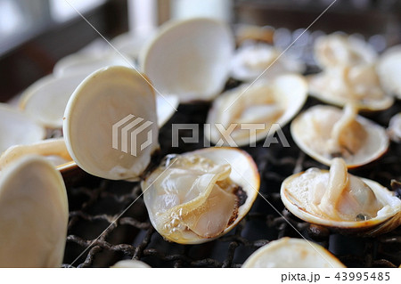 ハマグリ ハマグリ 43995485