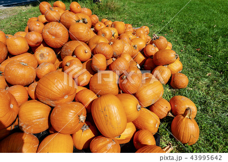 Harvest of Orange Pumpkins - Bavaria Germany Harvest of Orange Pumpkins - Bavaria Germany 43995642