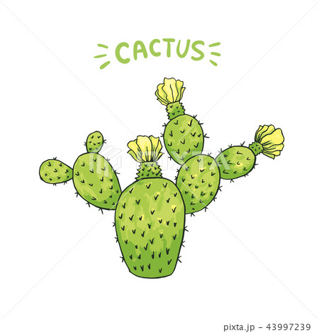 Mexican Edible Cactus or Cacti for Cinco De Mayo 43997239