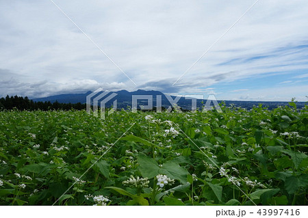 行幸田の蕎麦畑 43997416