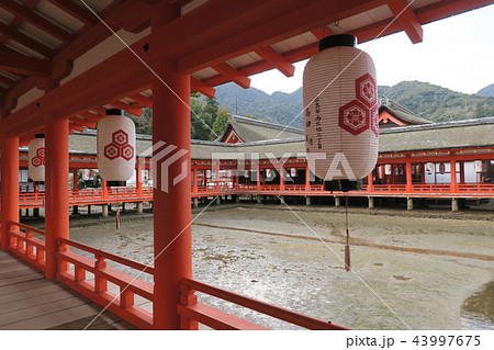 宮島 厳島神社 宮島 厳島神社 43997675