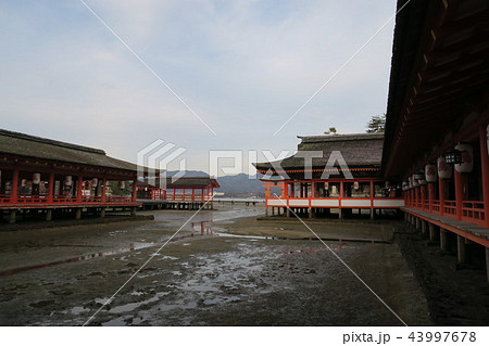 宮島 厳島神社 43997678