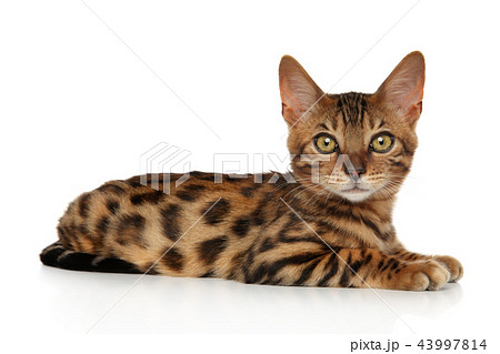 Bengal kitten lying on white background 43997814