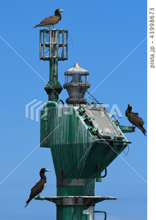 灯標で休むカツオドリ 43998673