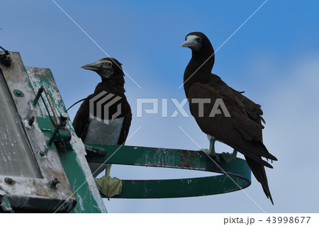 灯標で休むカツオドリ 43998677
