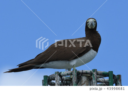 灯標で休むカツオドリ 43998681